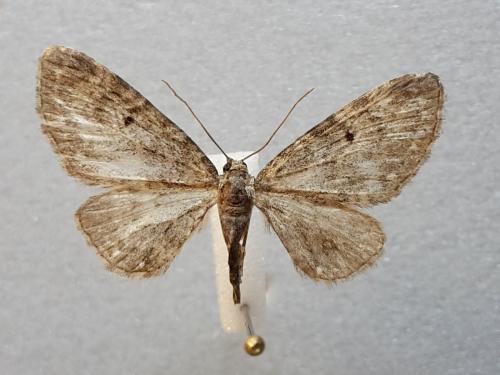 Réf. 274 422 : Eupithecia tripunctaria